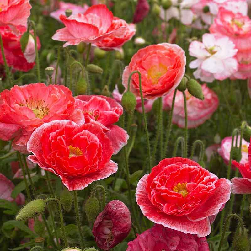 Mixed pink and red Shirley Poppy Falling in Love flowers on a green background