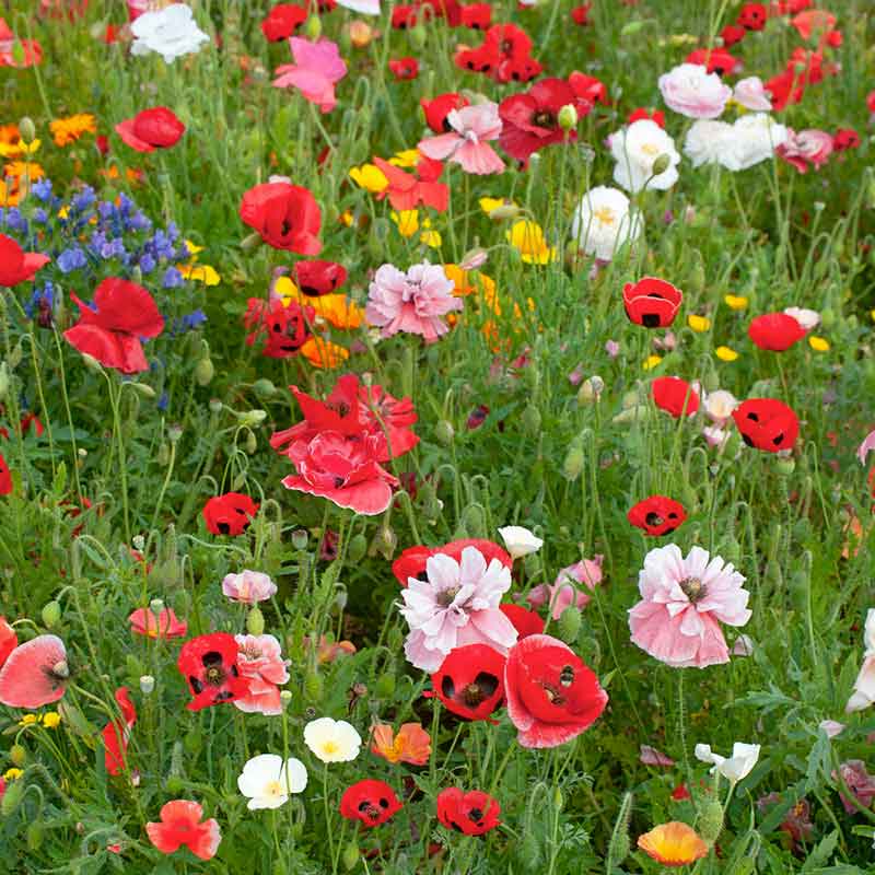 Pink and red Shirley Poppy Double Mix flowers in a bright green garden background | copyright: Floramedia UK Ltd