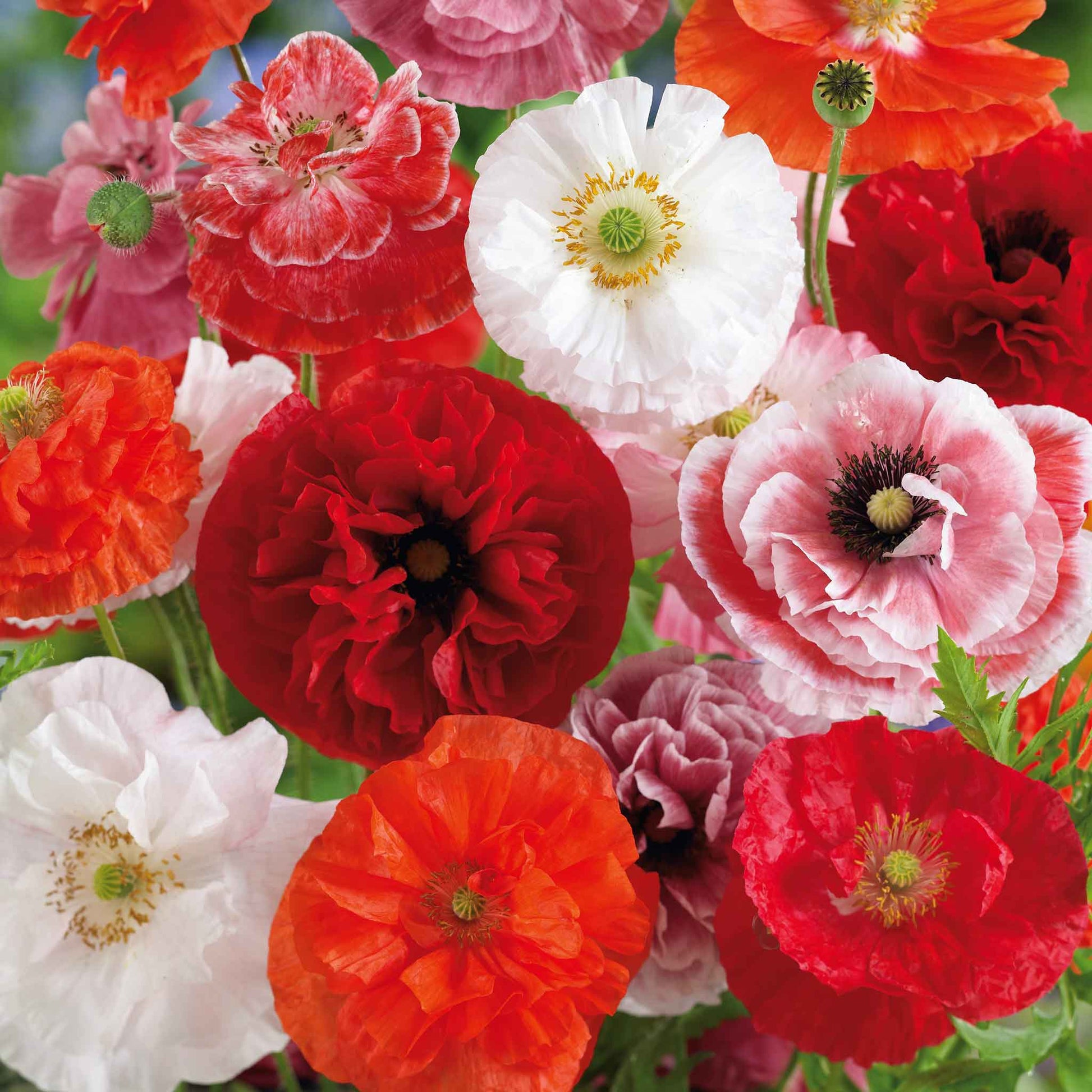 Mixed red, pink, and white Shirley Poppy Double Mix on a blurred green background