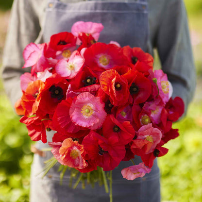 Pink and red Shirley Poppy red and pink bouquet held against a blurred background