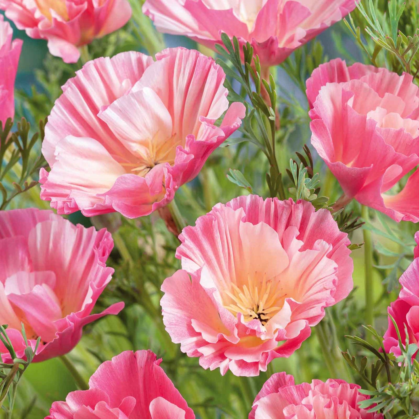 A close-up of pink and cream poppy thai silk appleblossom chiffon frilly blossoms.
