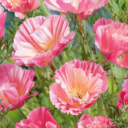 A close-up of pink and cream poppy thai silk appleblossom chiffon frilly blossoms.