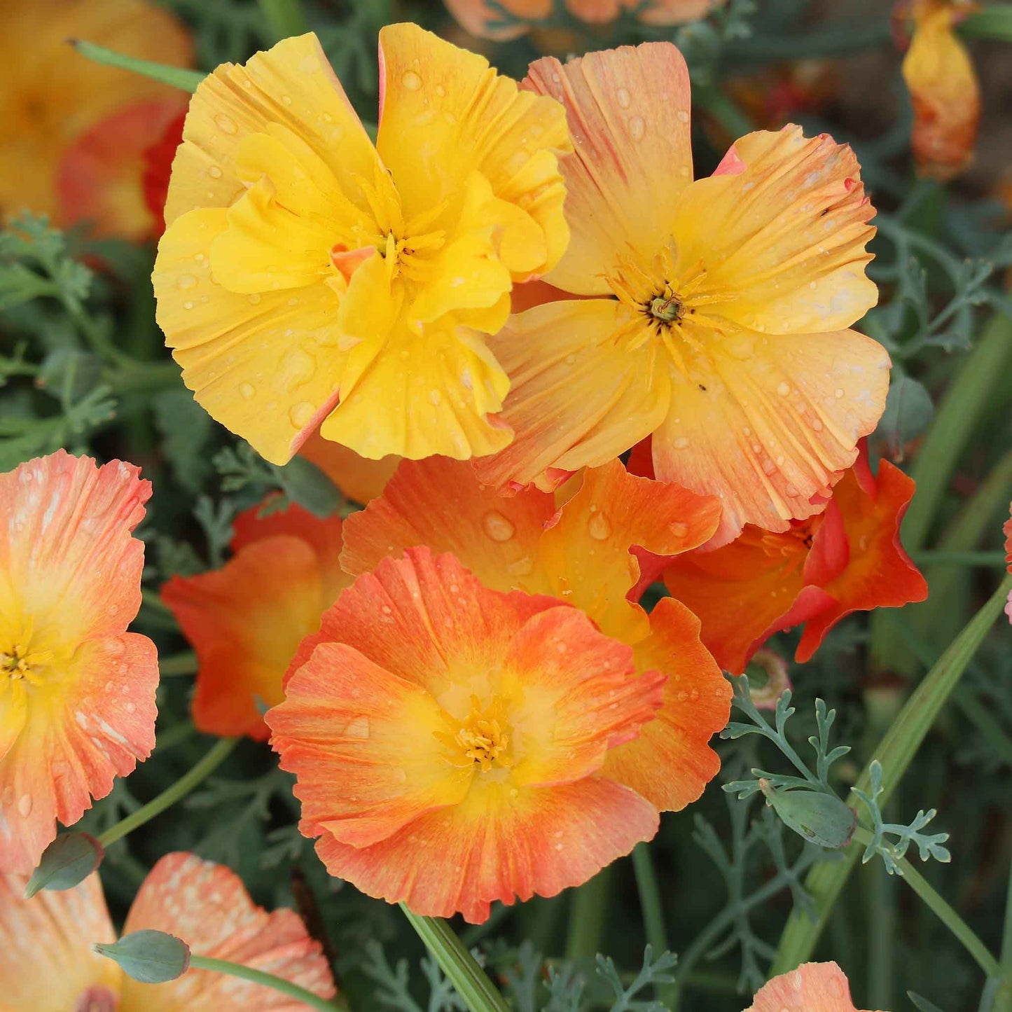A close-up view of Thai Silk Apricot California Poppy flowers with ruffled, pale orange petals.