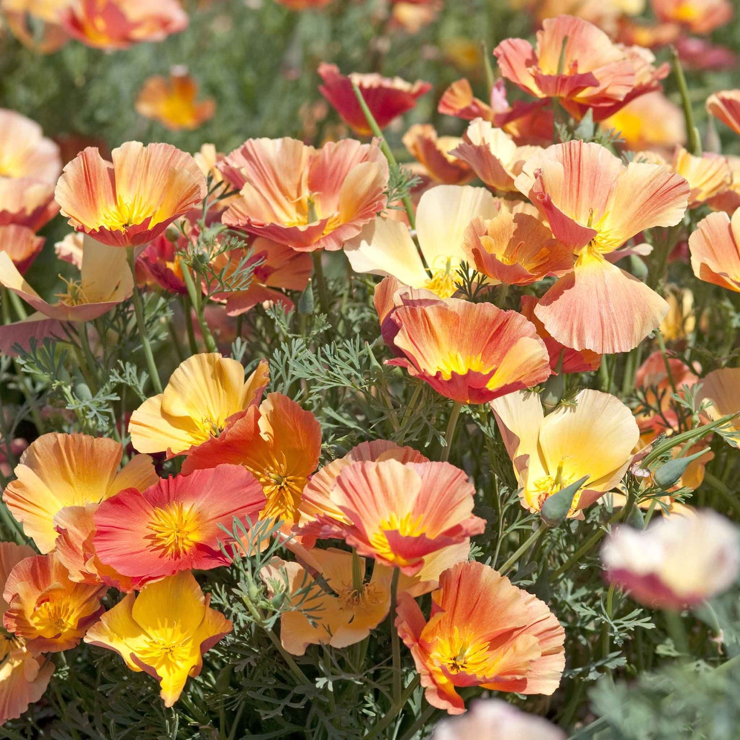 Orange poppy thai silk apricot with crinkled petals on a soft background.