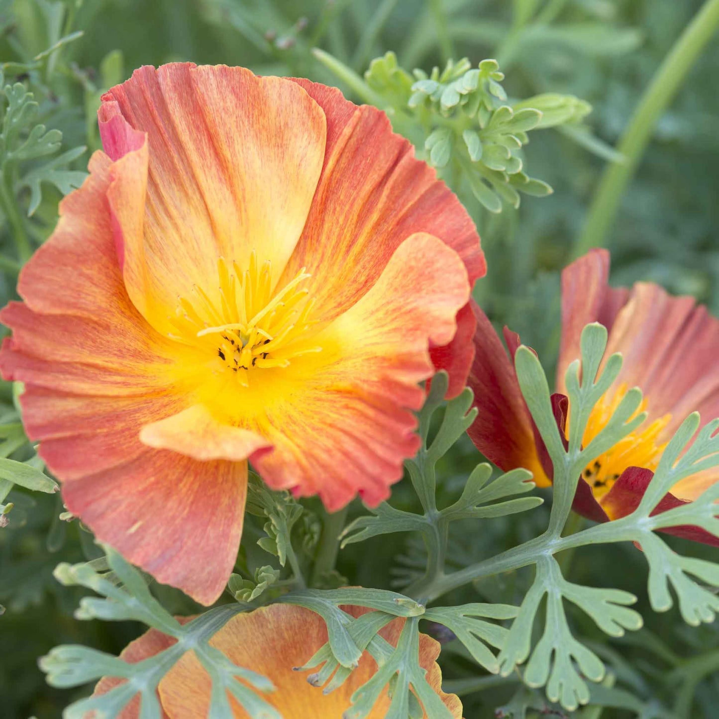 A close-up of a Thai Silk Apricot California Poppy with ruffled, soft apricot-orange petals.