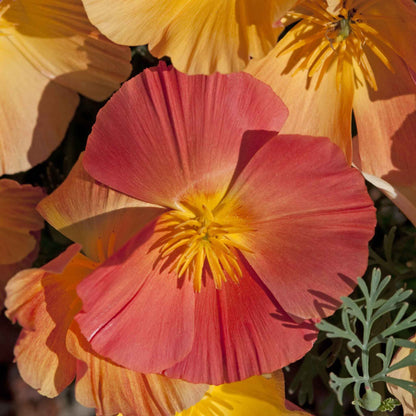 Pink, orange, and white poppy thai silk apricot with ruffled petals.