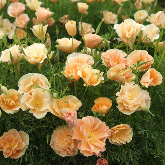 Pink poppy thai silk pink champagne with delicate ruffled petals.
