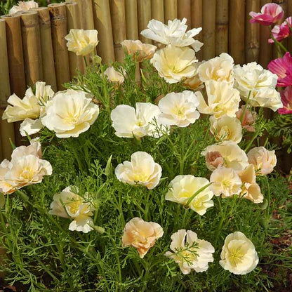 Close-up of pink poppy thai silk pink champagne with delicate ruffled petals.