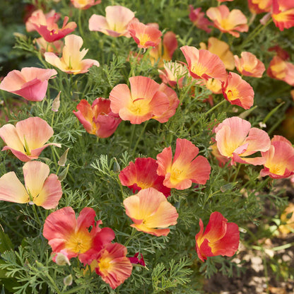 Orange and pink poppy thai silk strawberry field with ruffled petals.