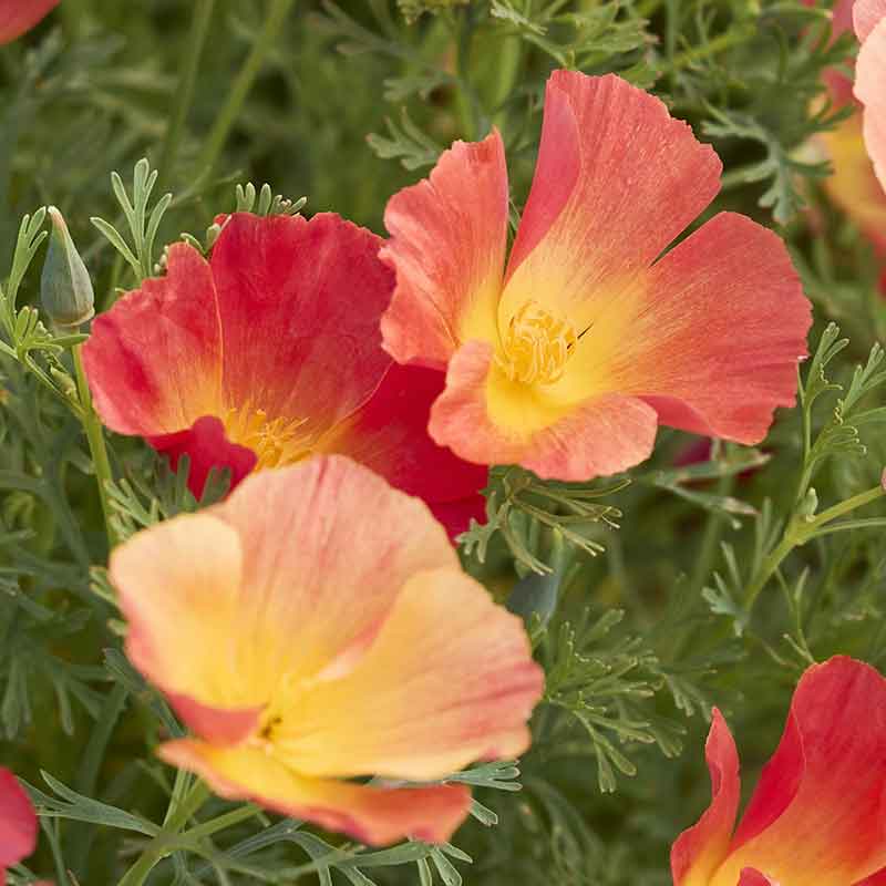 A close-up of vibrant Orange and pink poppy thai silk strawberry field with ruffled petals.