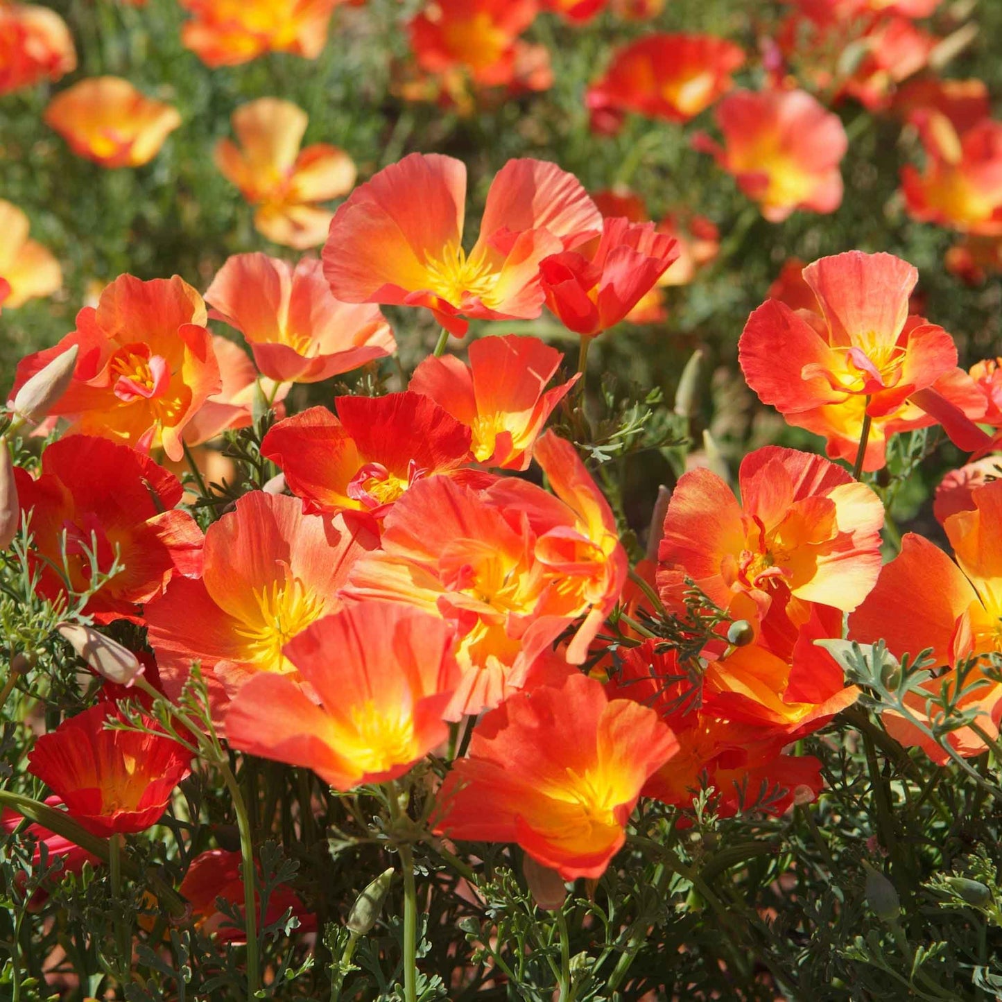 A close-up of Light orange poppy thai silk strawberry field with ruffled petals.