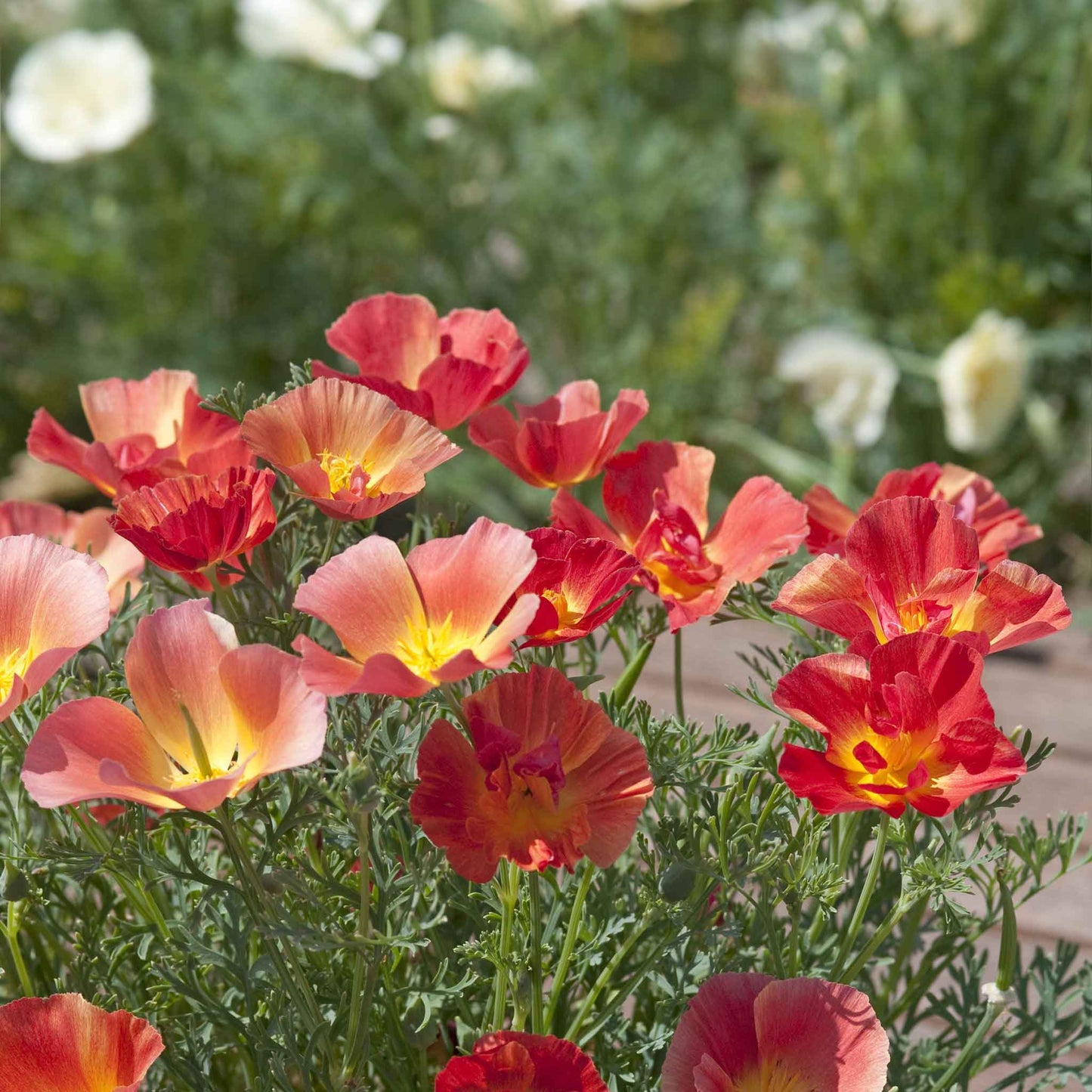 A close-up of a blooming pink, orange, and yellow poppy thai silk strawberry field in bloom.