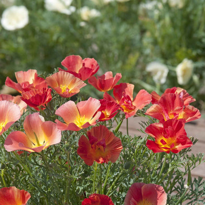 A close-up of a blooming pink, orange, and yellow poppy thai silk strawberry field in bloom.