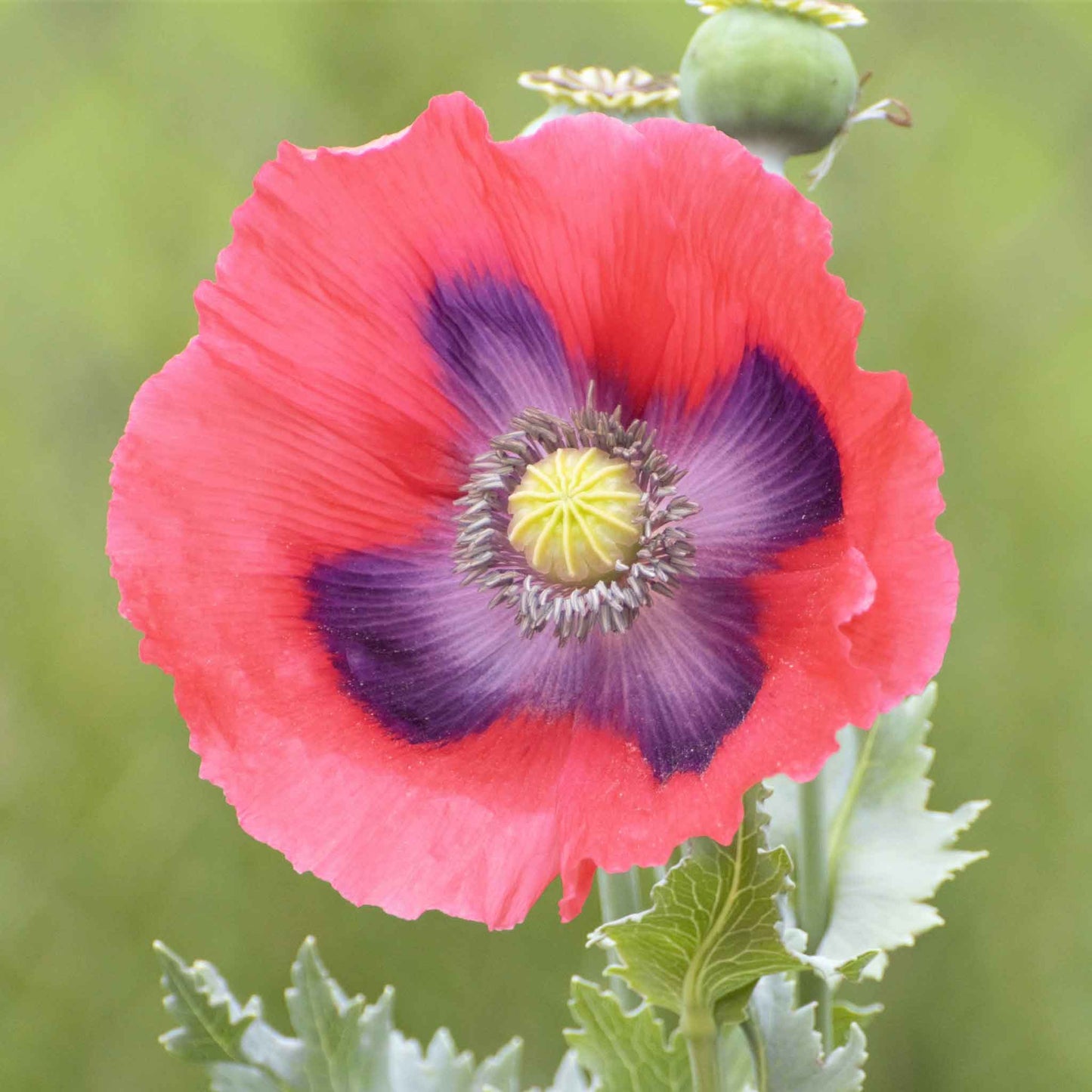 Single pink Poppy The Giant bloom with dark center on a blurred blue-green background
