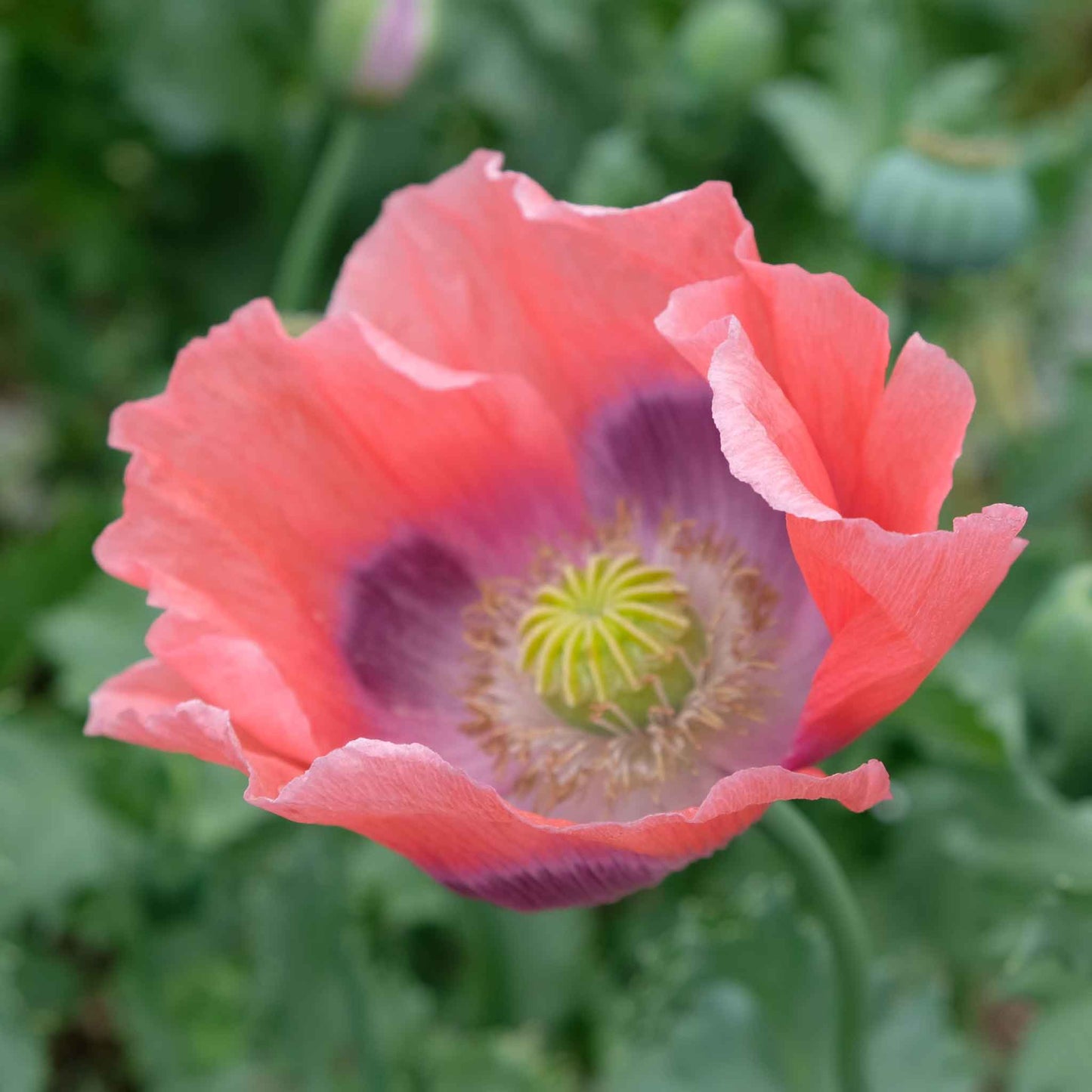 Soft orange Poppy The Giant flower with crinkled petals on a blurred background