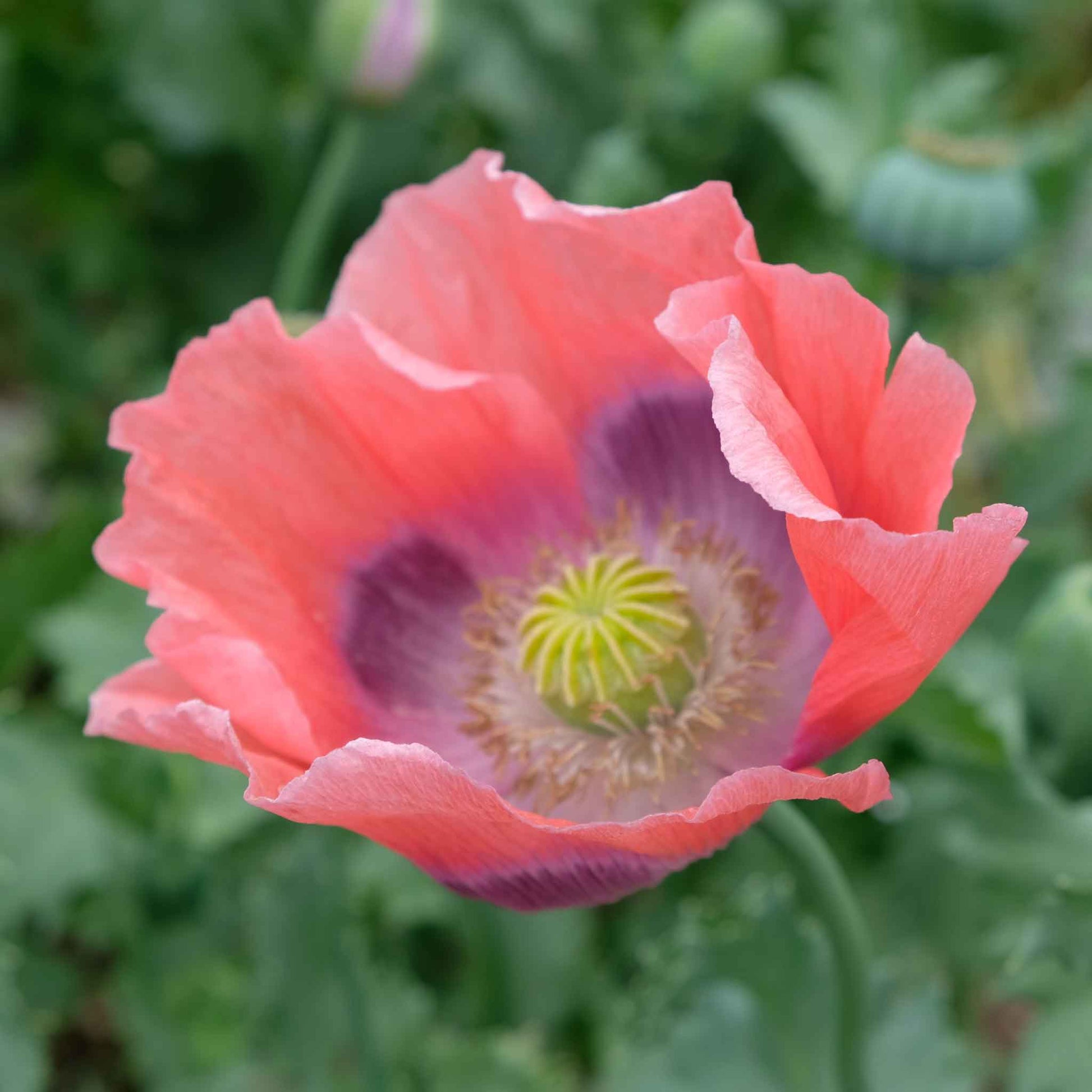 Soft orange Poppy The Giant flower with crinkled petals on a blurred background