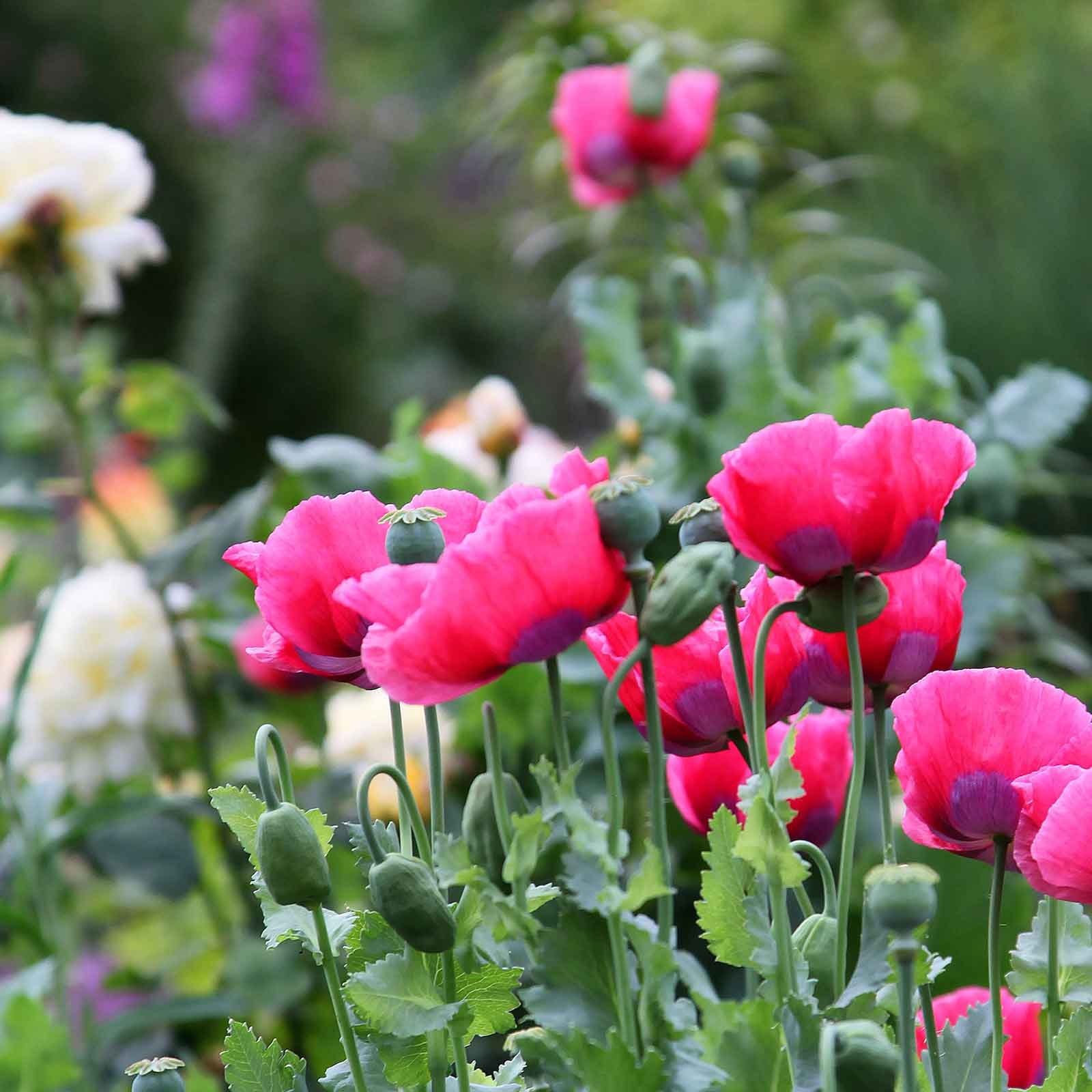 Pink Poppy The Giant blooms in a garden with soft green blurred background