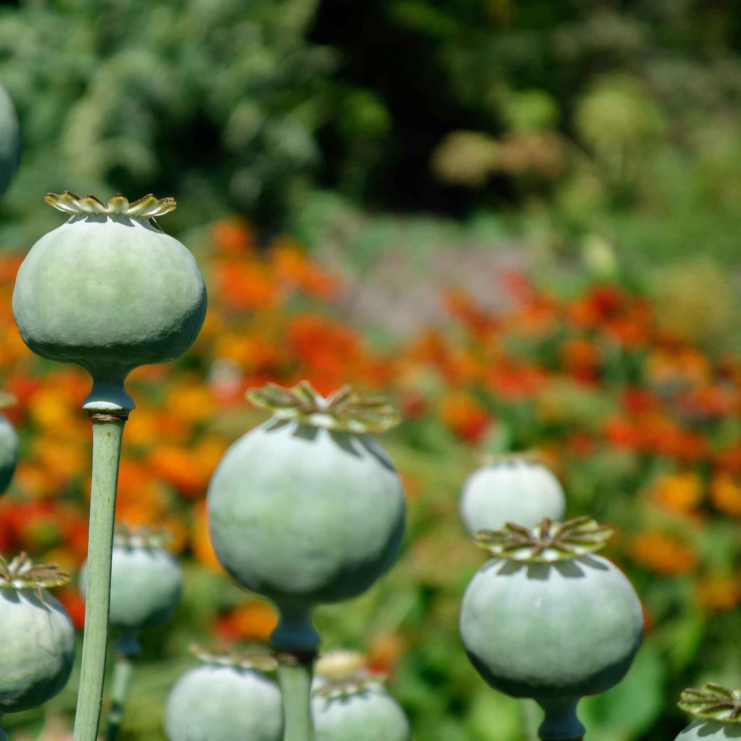 Dark red Poppy The Giant in full bloom with green seed pods in the background