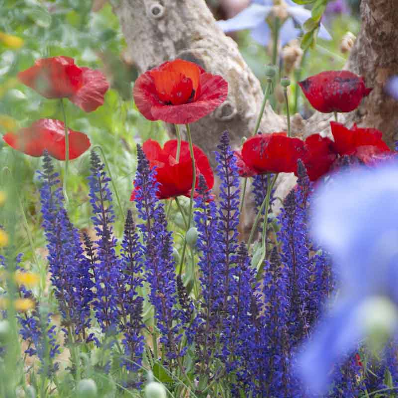 Pink Turkish Tulip Poppy cup-shaped flower with small red blooms in the background