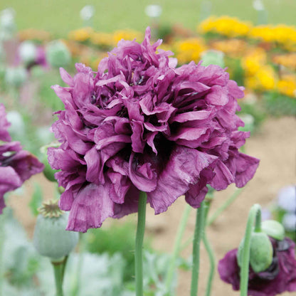 Purple Poppy Violetta Blush ruffled bloom with yellow flowers in the background