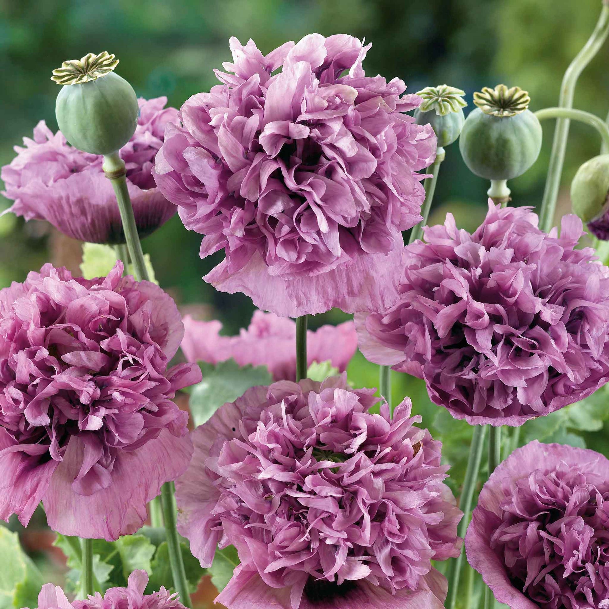Purple Poppy Violetta Blush cluster of blooms on a blurred green background