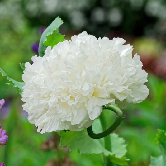 White fluffy Poppy White Cloud bloom against a bright green background