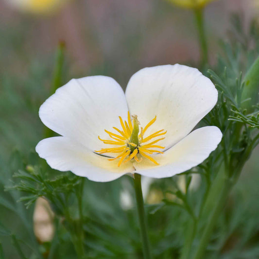 White linen poppy flower in full bloom against a soft-focus background.