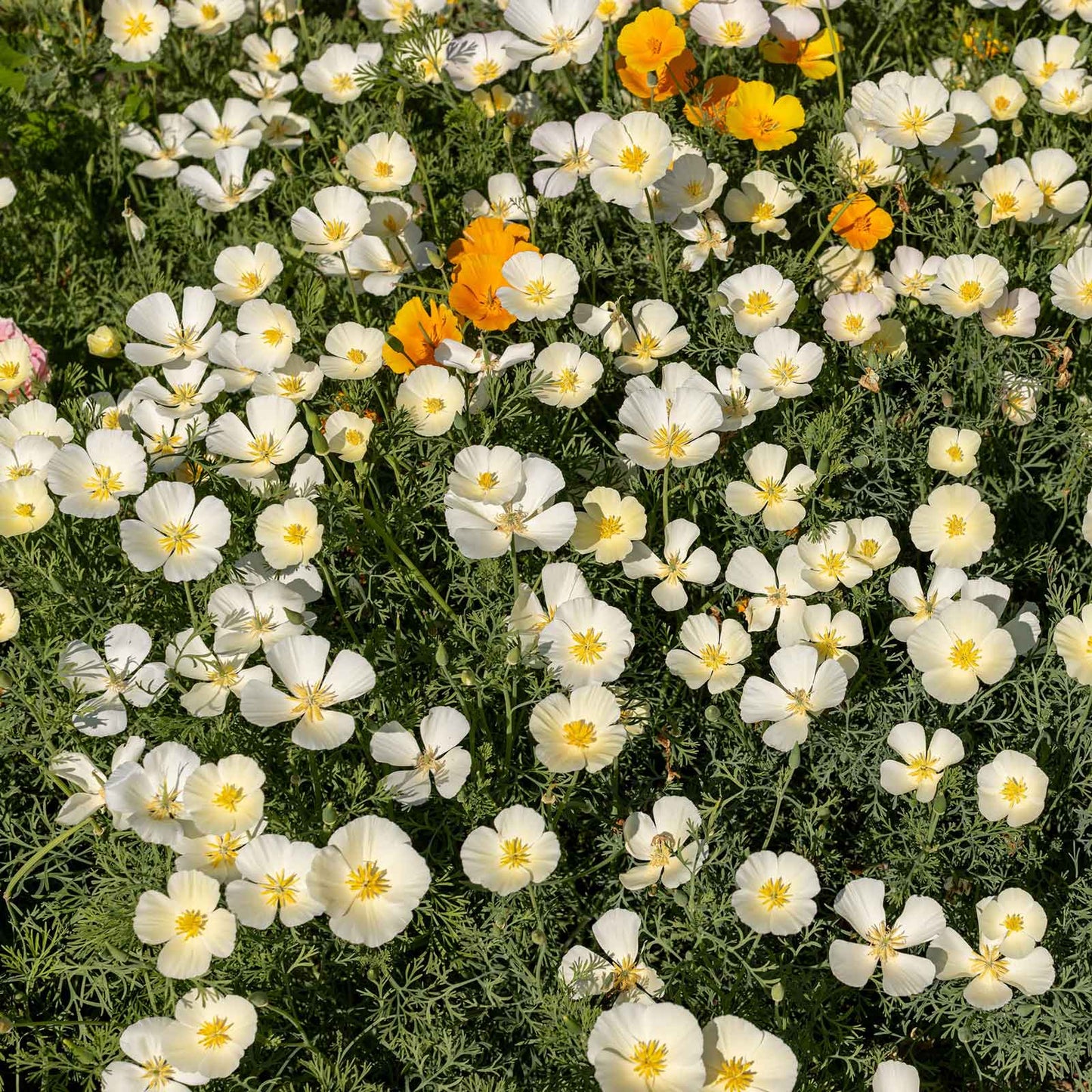 White linen poppy flowers in full bloom against green foliage.