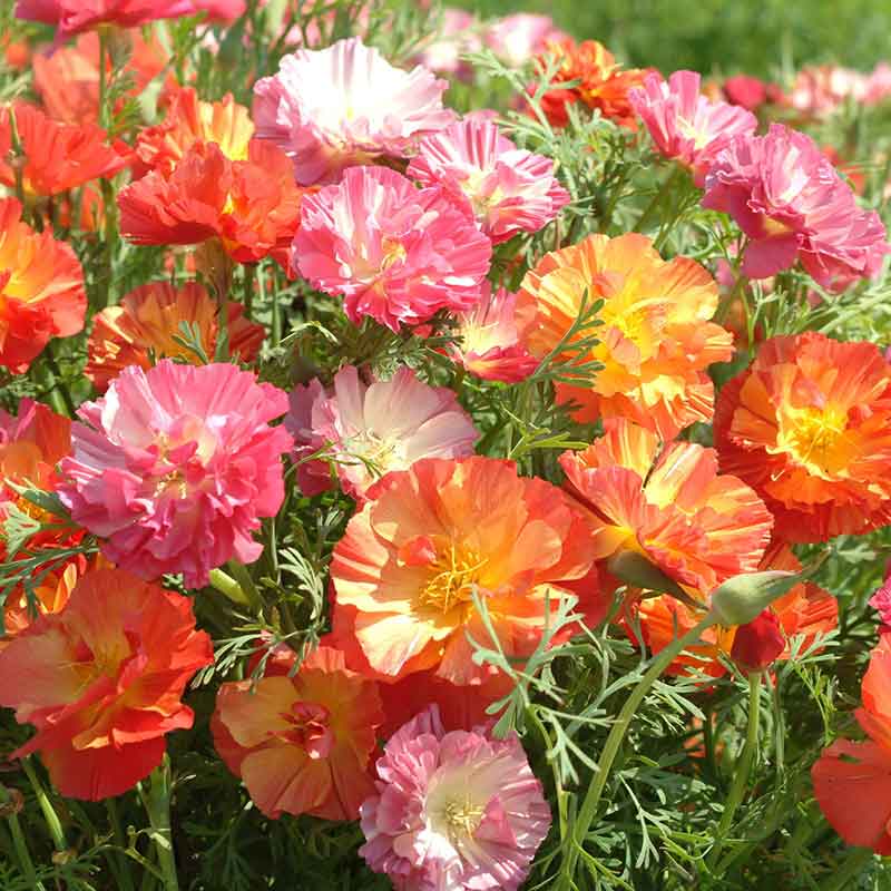 A close-up shot of orange and yellow poppy xl jelly beans with lush green foliage.
