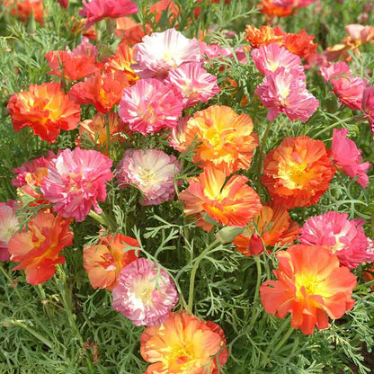 Pink, orange, and yellow poppy xl jelly beans blooming in a field.