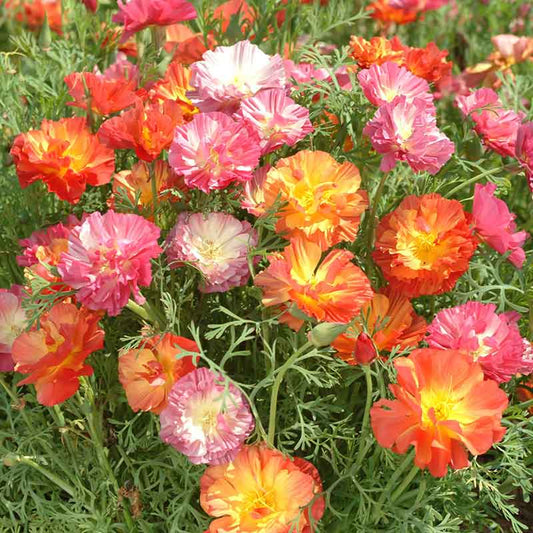Pink, orange, and yellow poppy xl jelly beans blooming in a field.