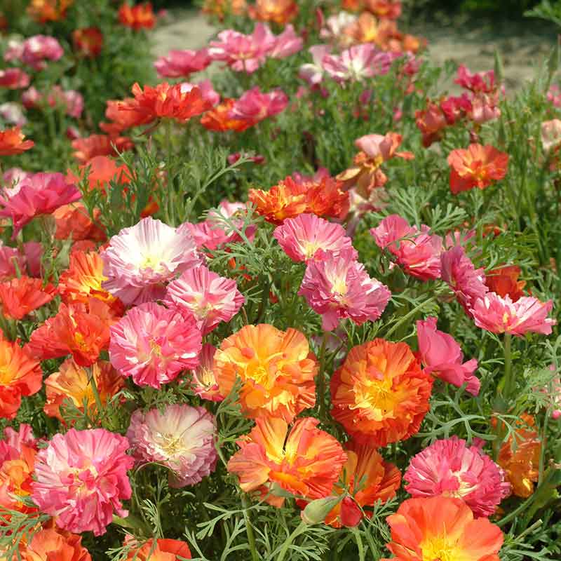 A vibrant close-up of pink, orange, and yellow poppy xl jelly beans in a vibrant mix.