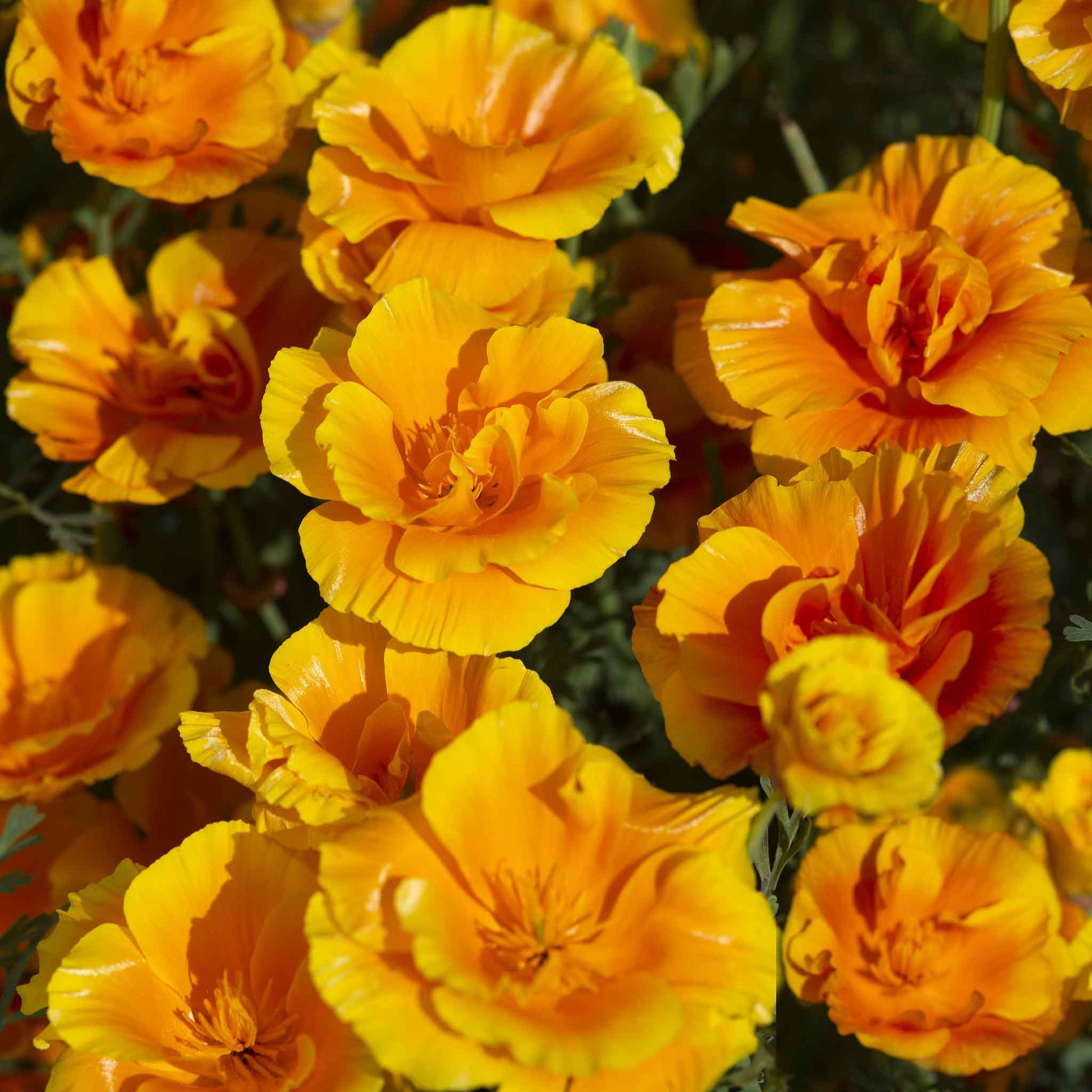 A close up shot of yellow poppy yukon gold with vibrant ruffled petals