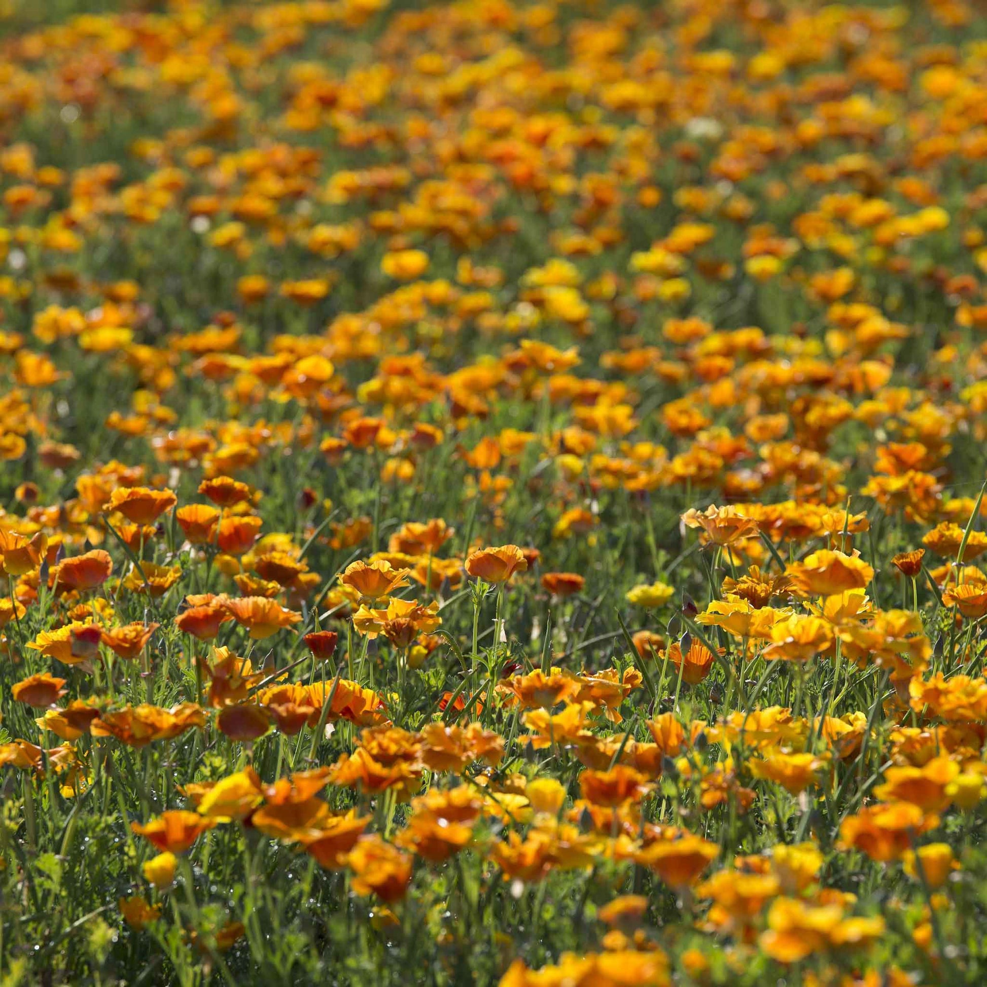 A close-up view of bright orange poppy yukon gold flowers with lush green foliage.