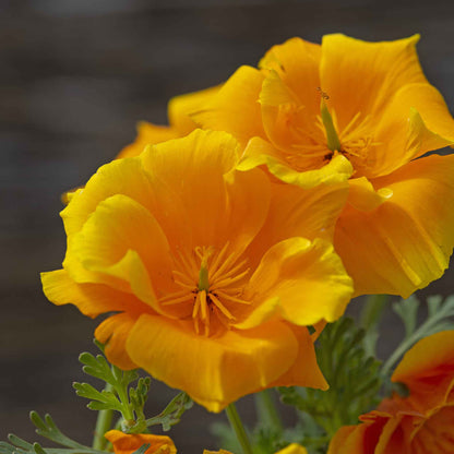 Close-up of a yellow poppy yukon gold with delicate petals and soft-focus backdrop.