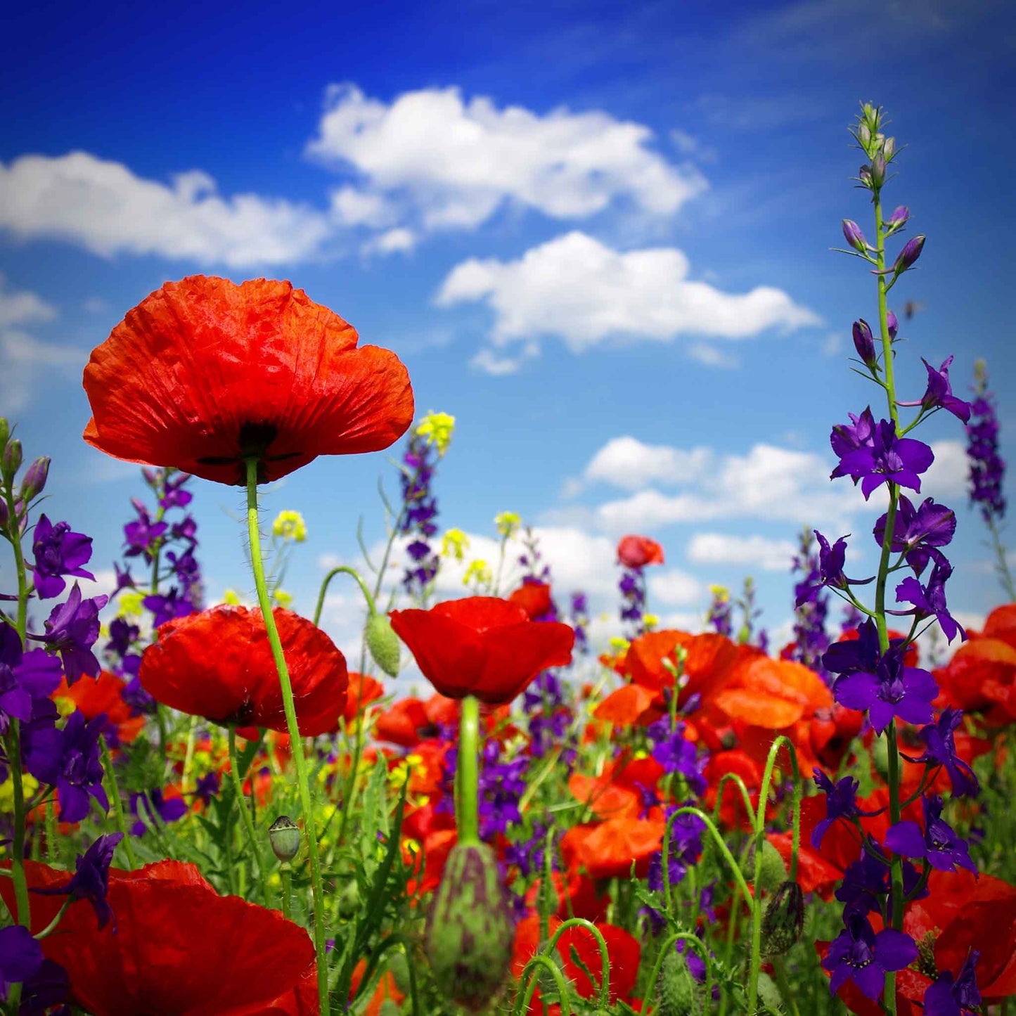 A view of the variety of colors in the Power Couple - Poppy & Delphinium Flower Seed Mix