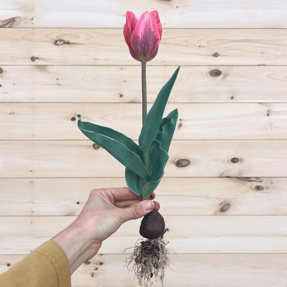Tulip 'Pretty Princess'