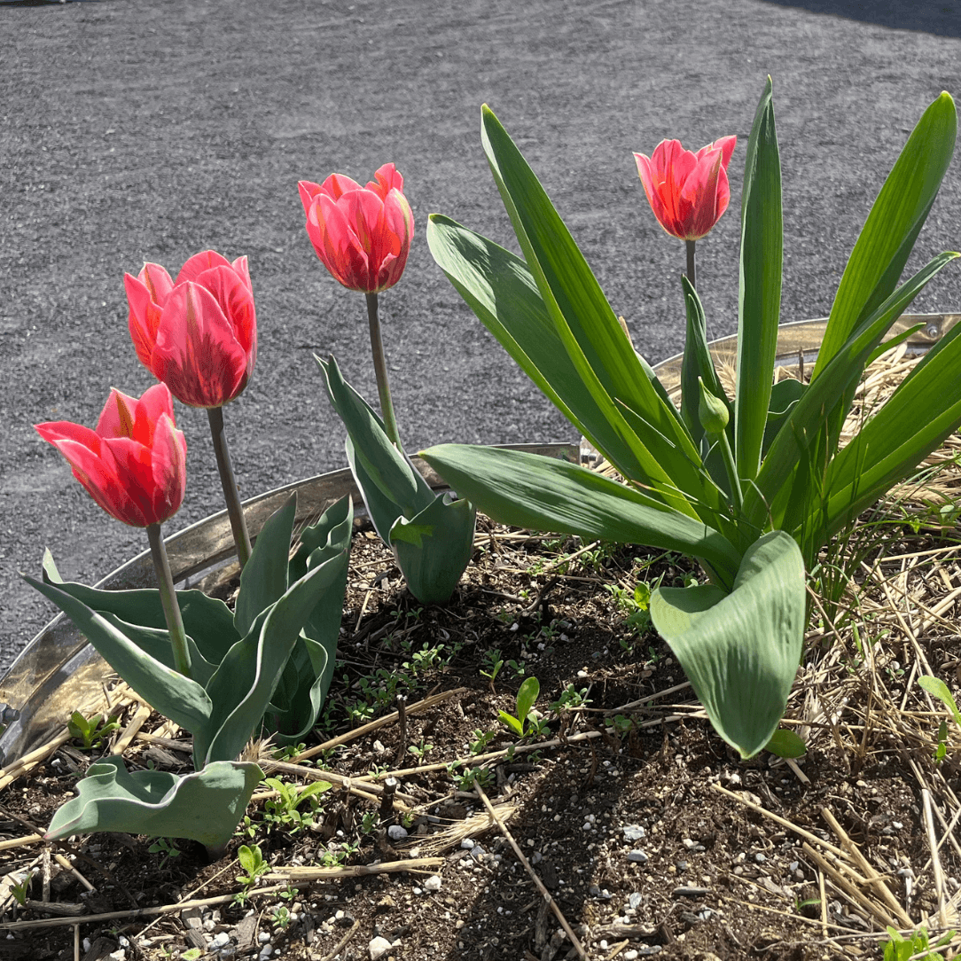 Tulip 'Pretty Princess'