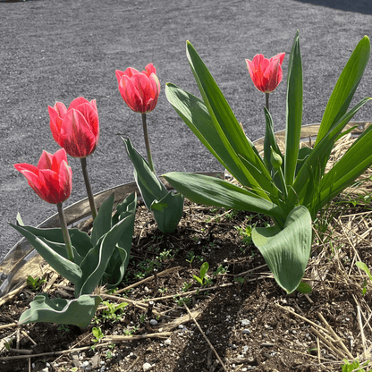 Tulip 'Pretty Princess'