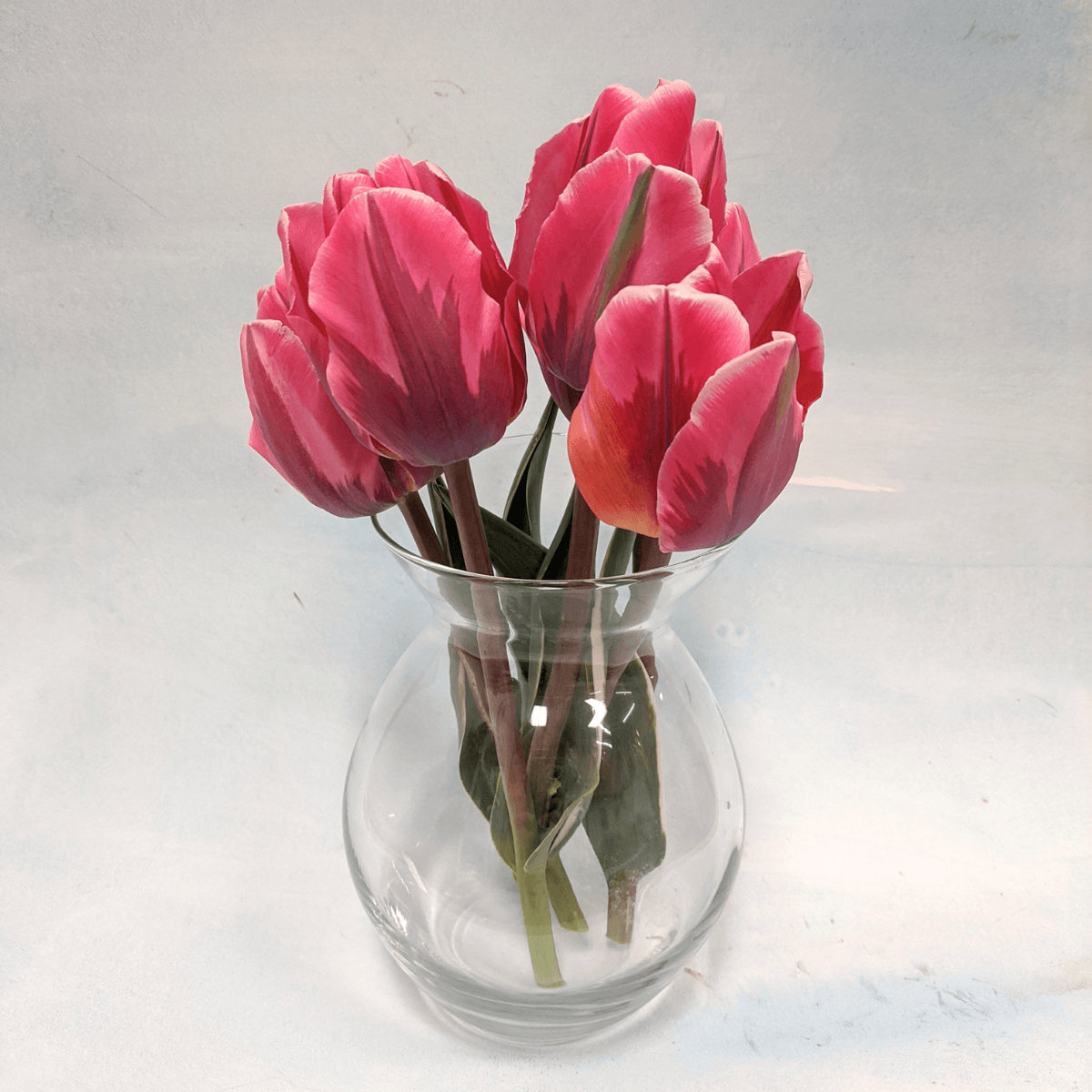 Tulip 'Pretty Princess'