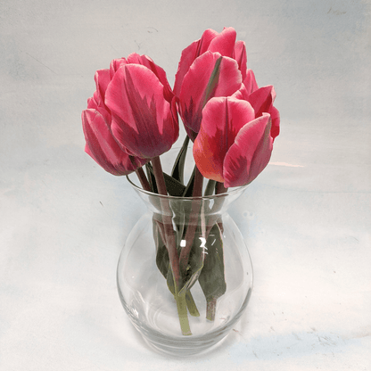 Tulip 'Pretty Princess'