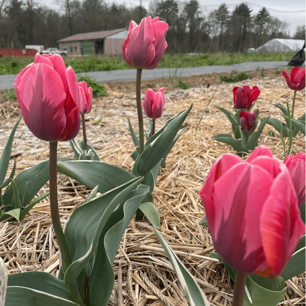 Tulip 'Pretty Princess'