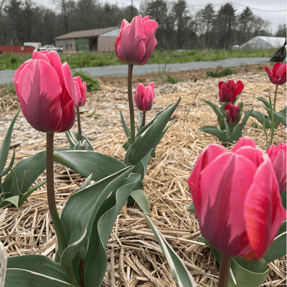 Tulip 'Pretty Princess'
