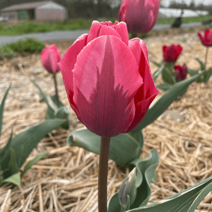 Tulip 'Pretty Princess'
