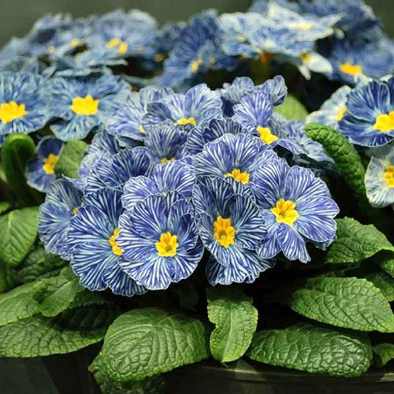 Blue and white striped Blue Zebra Primrose flowers with yellow centers on green background