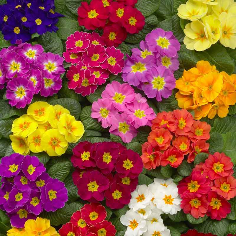 Mixed purple, pink, yellow, and red Primrose Danova Mix flowers with green leaves