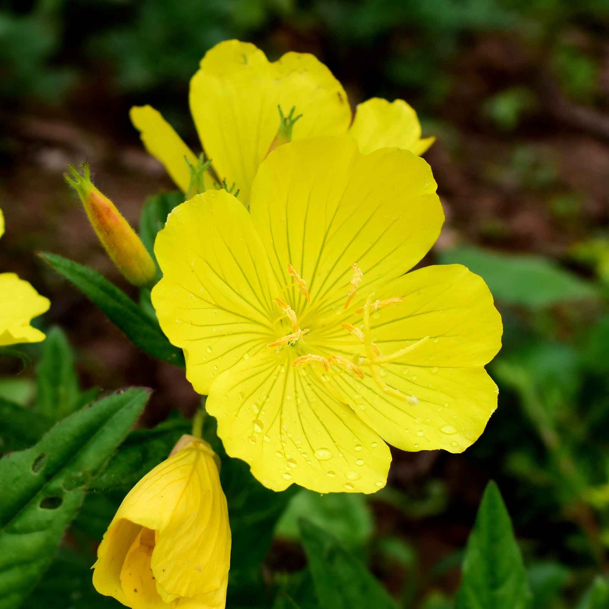 Yellow Evening Primrose with delicate petals against a dark green background