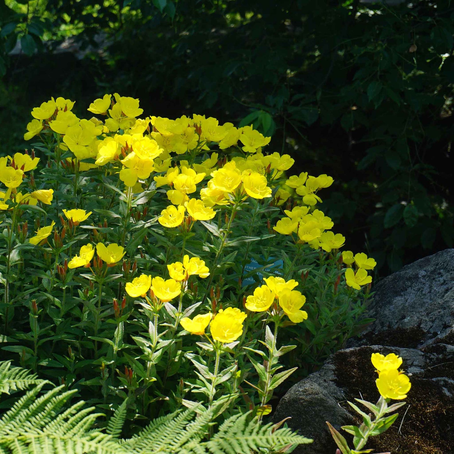 Yellow Evening Primrose flowers with blurred green leafy background