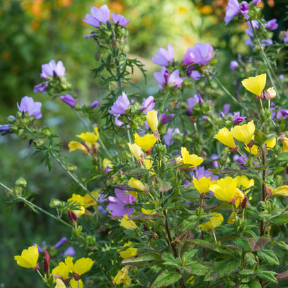 Pink Evening Primrose with yellow center against a mixed purple and green background