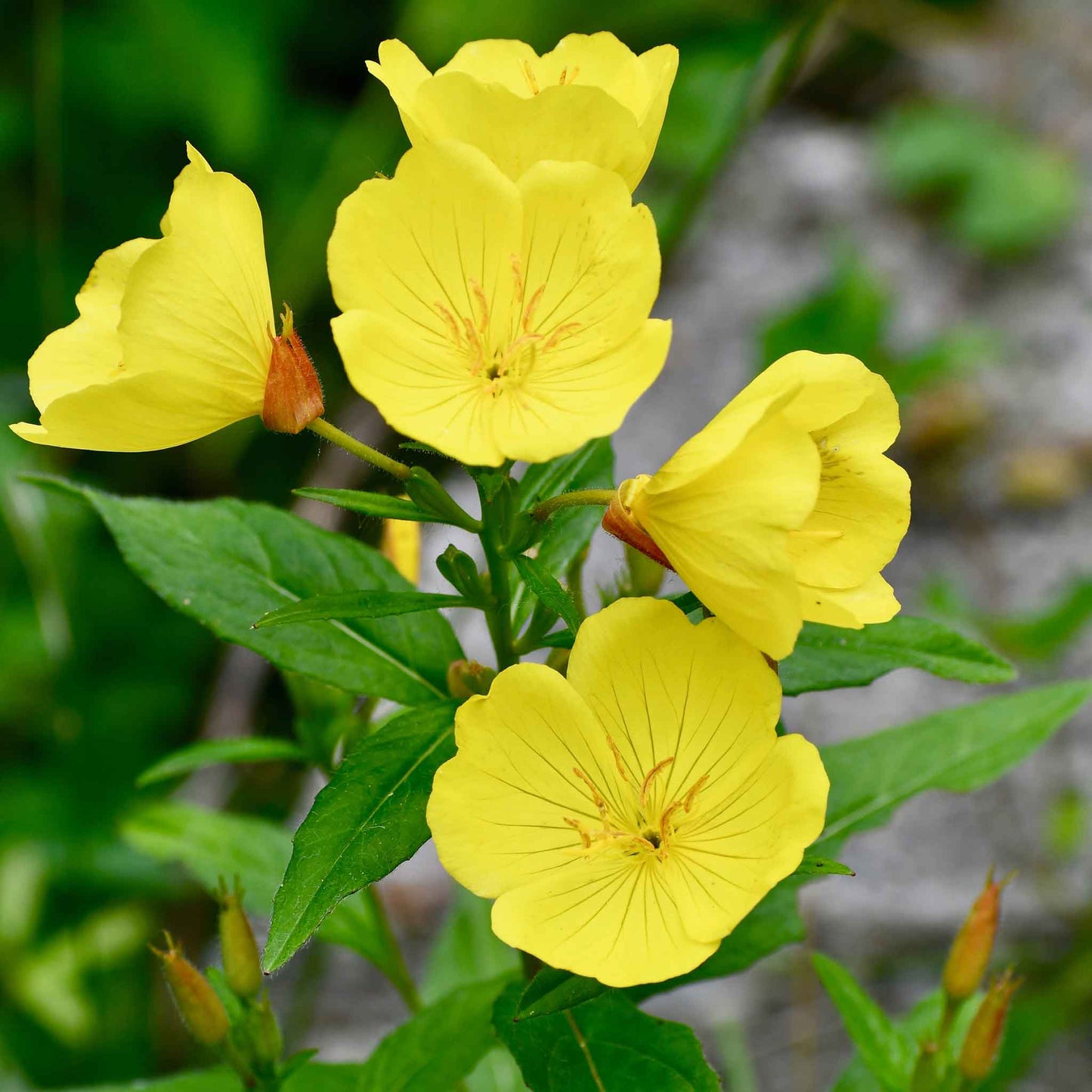 Pink and yellow Evening Primrose flower with soft green blurred background